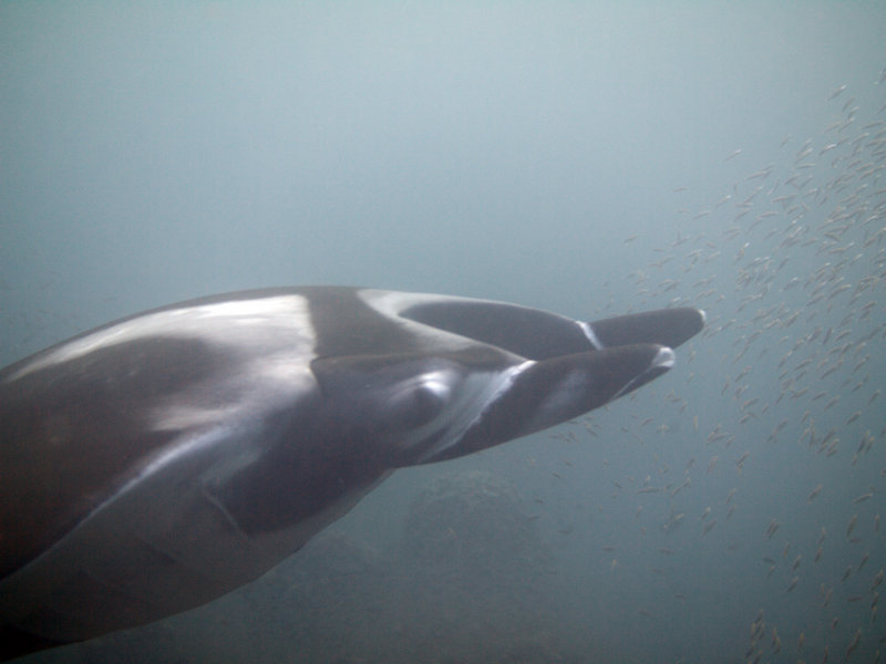 Manta ray